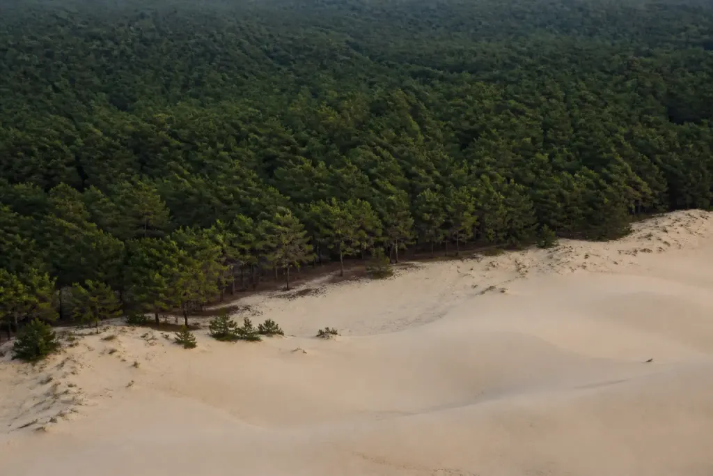 Vue aerienne foret de pins bordant dunes de sable